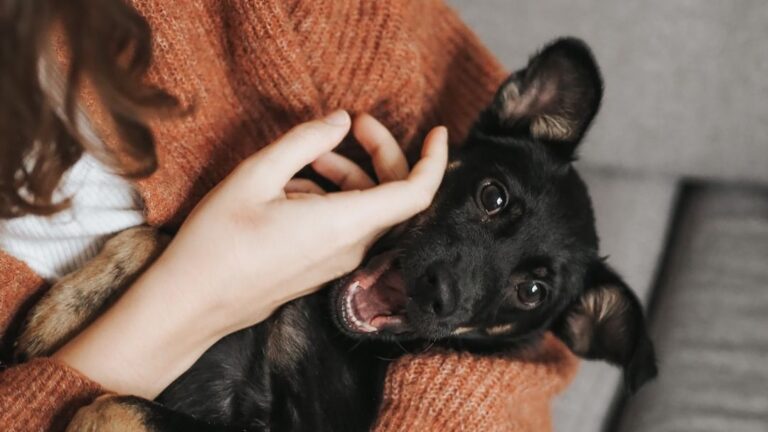 15 Things Dogs Do Near the End That Owners Never Forget