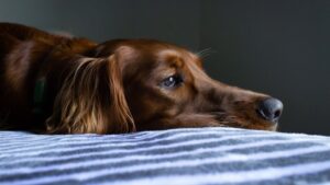 10 Signs Your Dog is Facing Abuse At Home