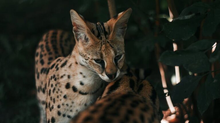 10 Most Dangerous Cat Breeds Vets Say Should Not Be Kept As Pets