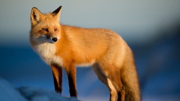 The US States With the Most Foxes