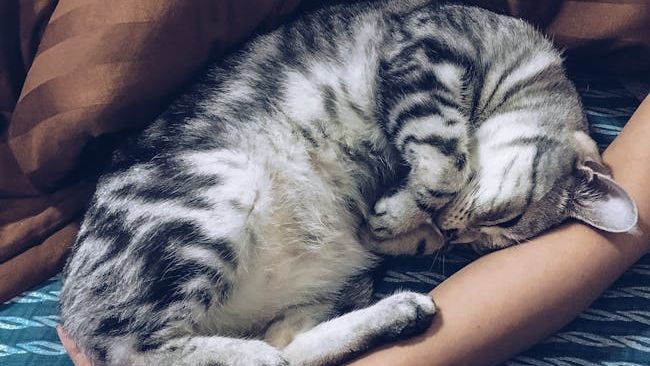 10 Things Cats Do When They Feel Emotionally Safe