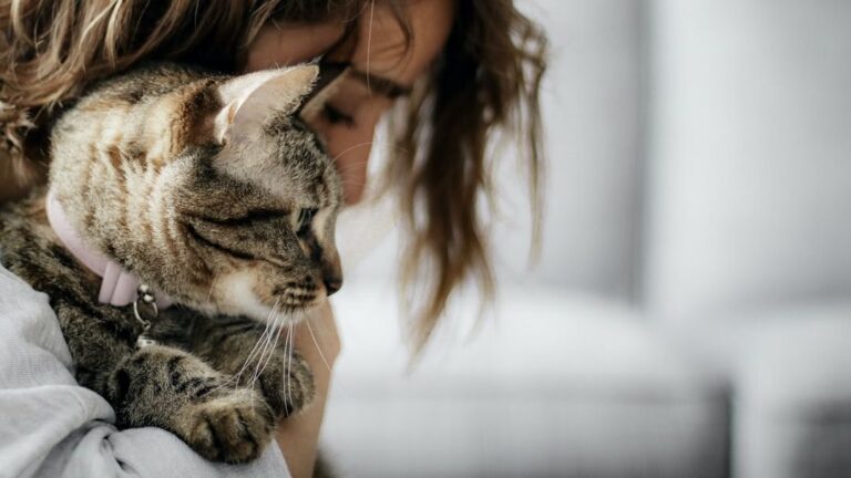 10 Silent Ways Cats Comfort Their Owners During Sadness