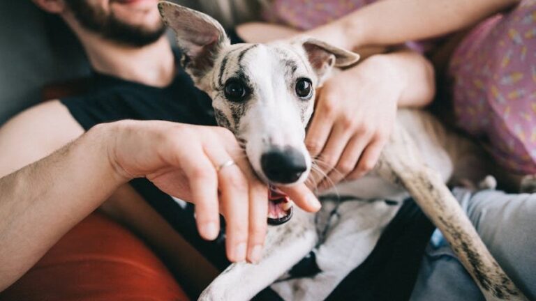 12 Dog Breeds That Suit Water Signs (And 5 That Overwhelm Them)