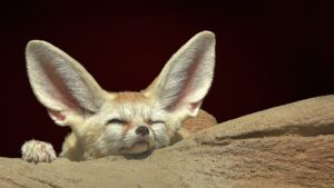 10 Amazing Facts About The Fennec Fox