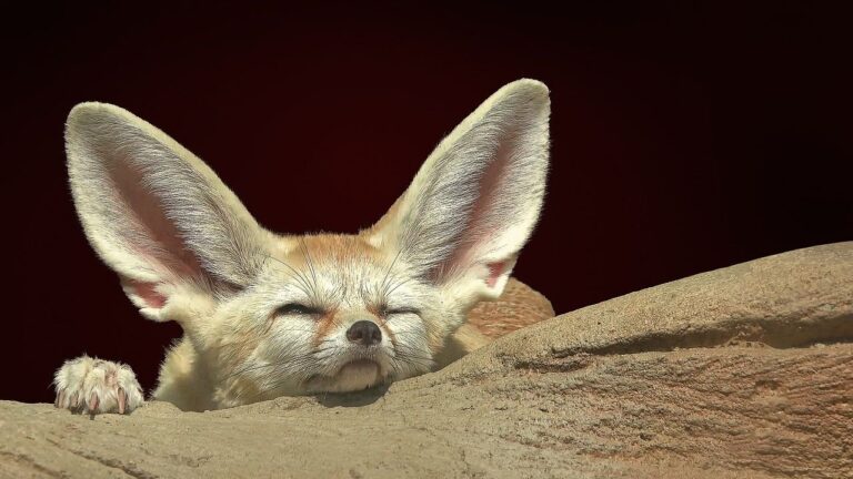 10 Amazing Facts About The Fennec Fox