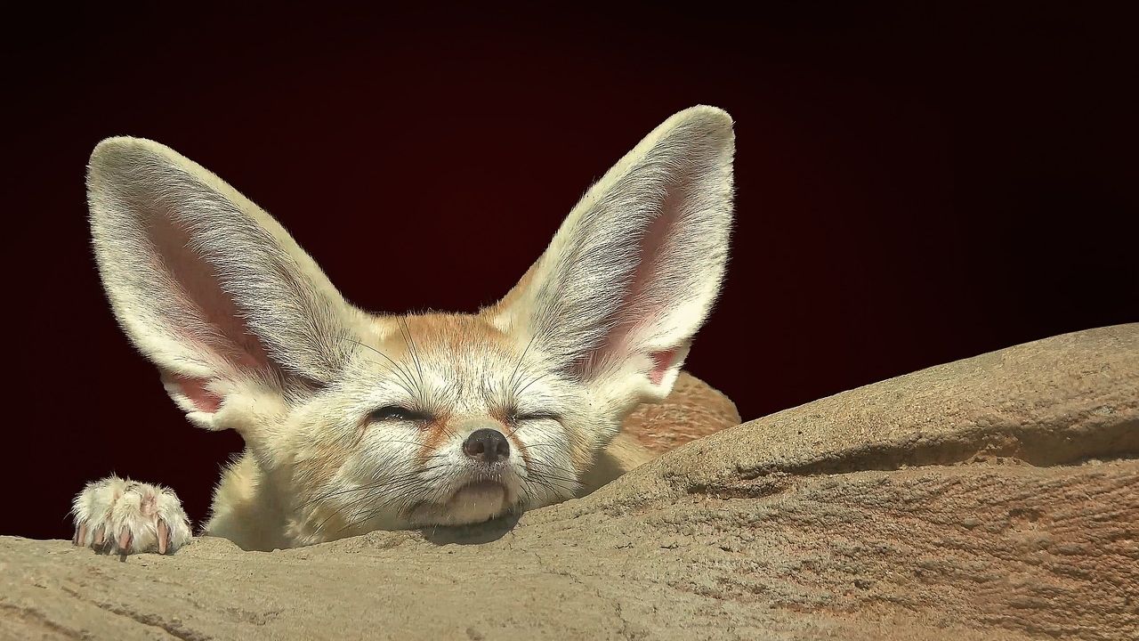 10 Amazing Facts About The Fennec Fox