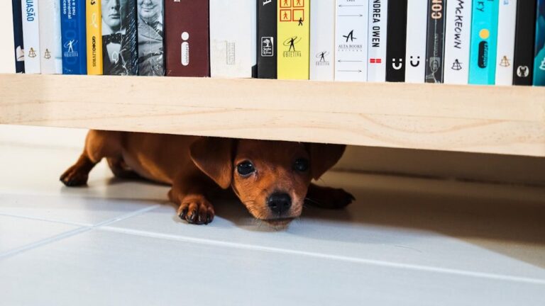 Why Dogs Want To Be Alone When They Die