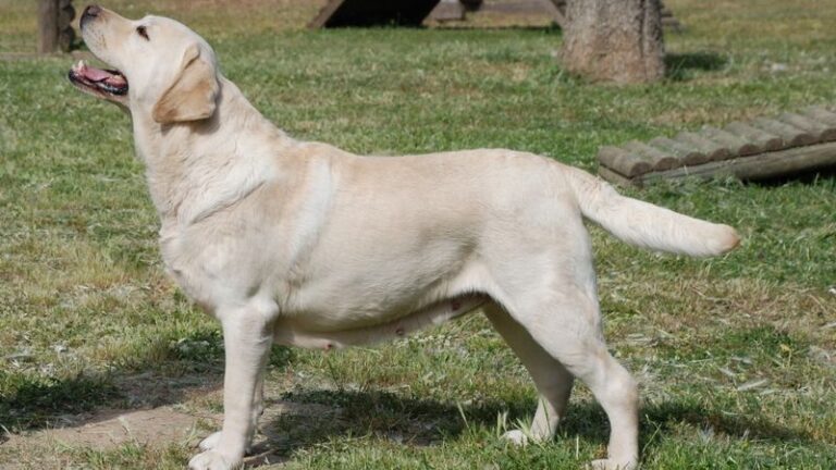 12 Dog Breeds That Match the Energy of Each Zodiac Element