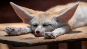 What Fox Breed Are You According to Your Zodiac Sign