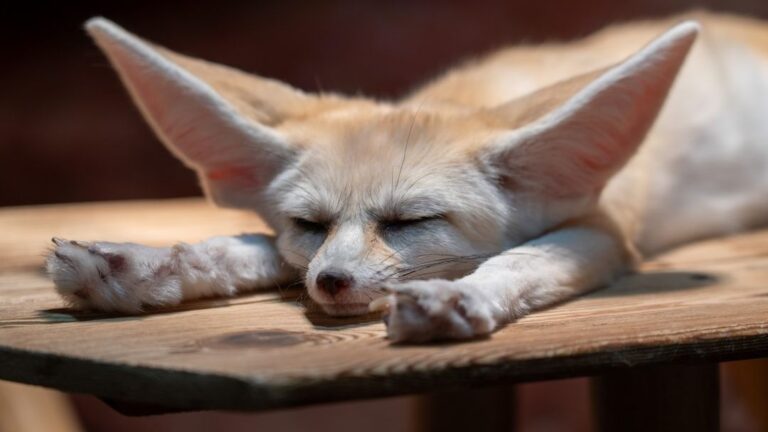 What Fox Breed Are You According to Your Zodiac Sign