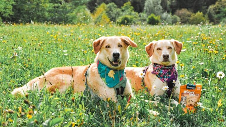 The 20 Best Names for Your Female Labrador Retriever