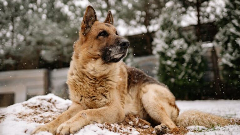 The Most Popular Dog Breeds in Oregon