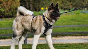 15 Most Dangerous Dog Breeds For An Urban Environment