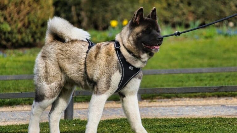 15 Most Dangerous Dog Breeds For An Urban Environment