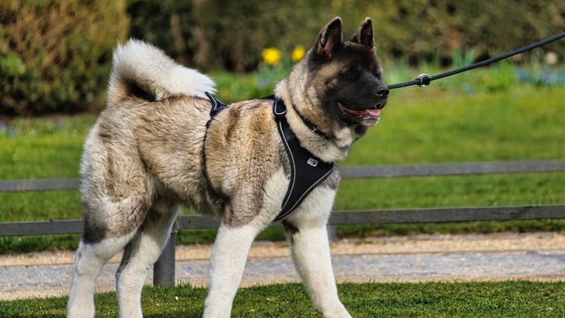 15 Most Dangerous Dog Breeds For An Urban Environment