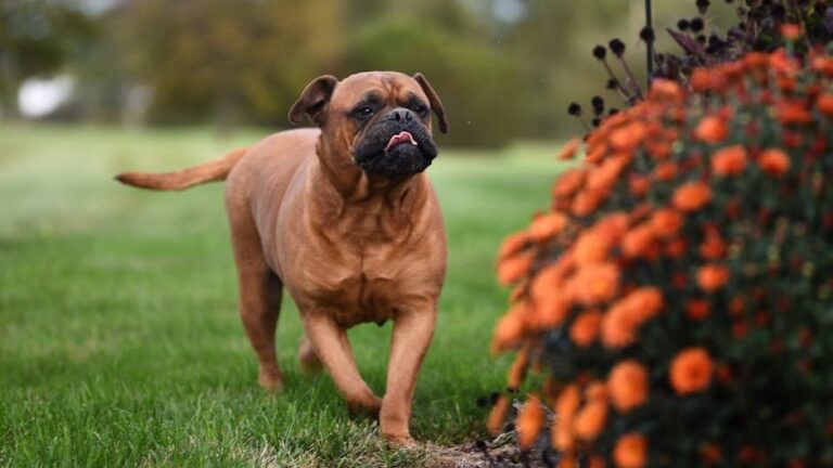 10 Dog Breeds With The Most Aggressive Temperaments