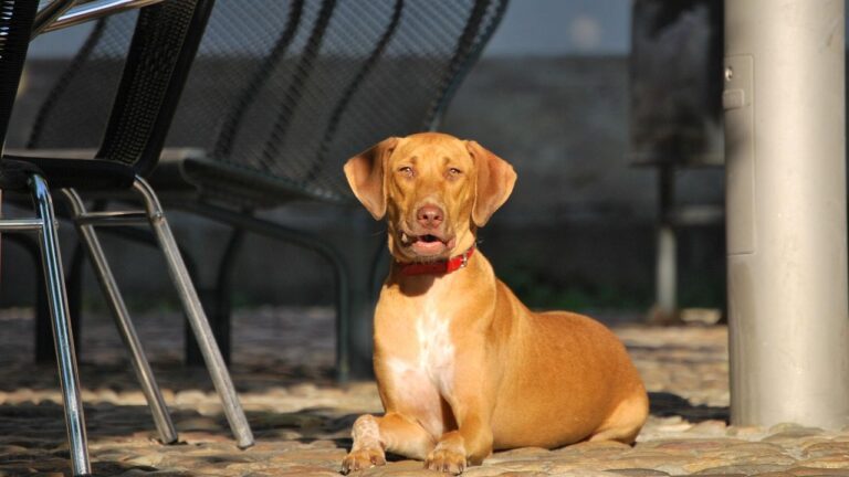 8 Dog Habits That Are Signs of High Intelligence