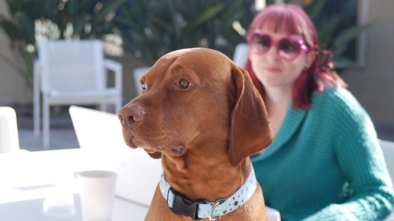 12 Dog Breeds That Can Become Depressed Without Routine