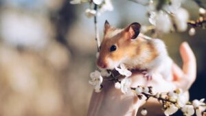 10 Ways Hamsters Quietly Bond With Their Humans