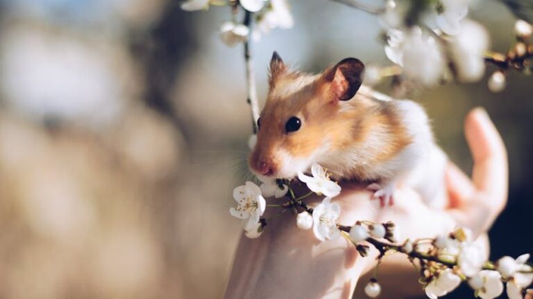 10 Ways Hamsters Quietly Bond With Their Humans