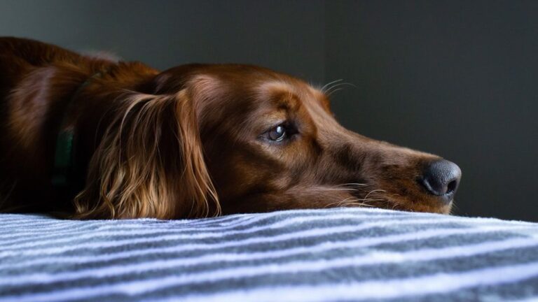 10 Signs Your Dog Feels Emotionally Rejected