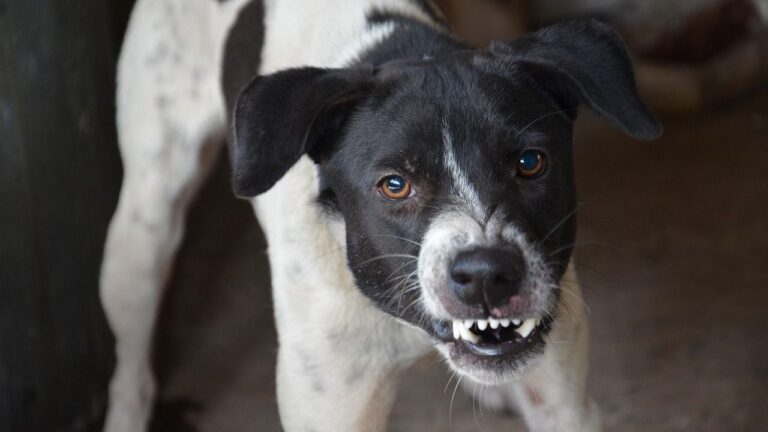 8 Signs A Dog Will Give You Before It Attacks