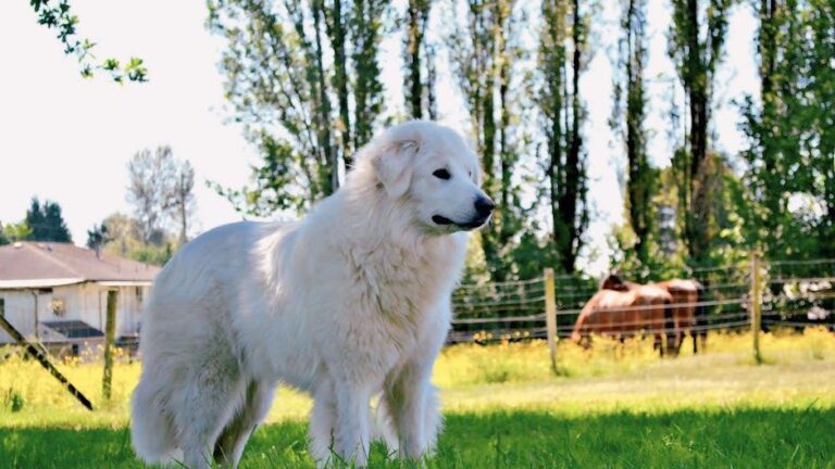 11 Dogs That Can Protect Chickens From Foxes in Pennsylvania