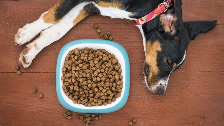 10 Nutrition Mistakes Dog Owners Make Without Realizing It