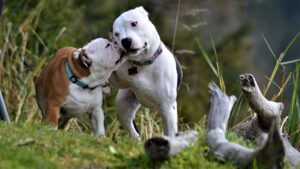 10 American Bully Behaviors That Melt the Toughest Hearts