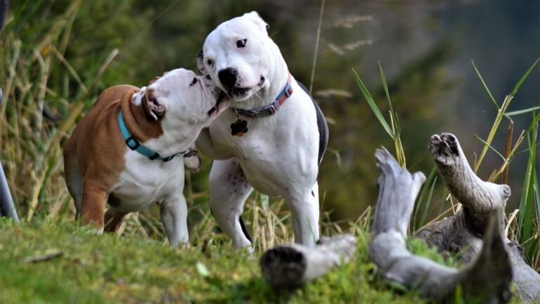 10 American Bully Behaviors That Melt the Toughest Hearts
