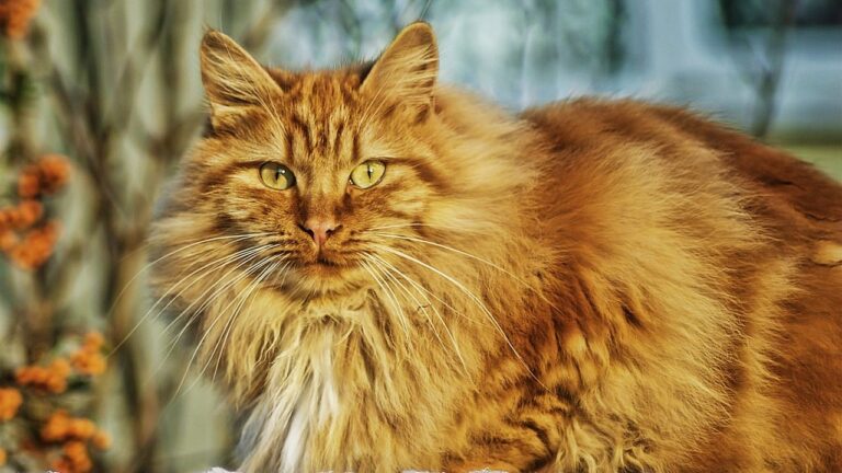 12 Cat Breeds That Love Human Company (And 5 That Prefer Solitude)