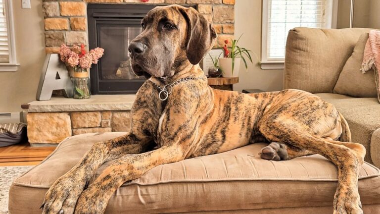 15 Worst Dog Breeds For People Over 50