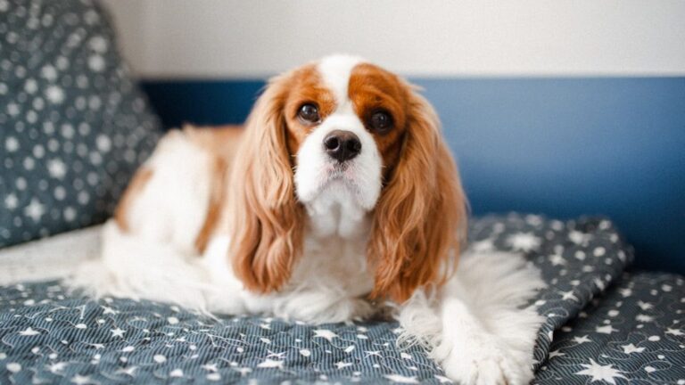 The Cavalier King Charles Spaniel: Built for Cuddles and Calm