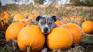 10 Human Foods That Are Surprisingly Healthy for Dogs