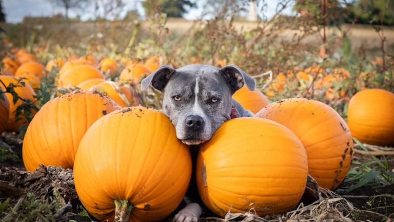 10 Human Foods That Are Surprisingly Healthy for Dogs