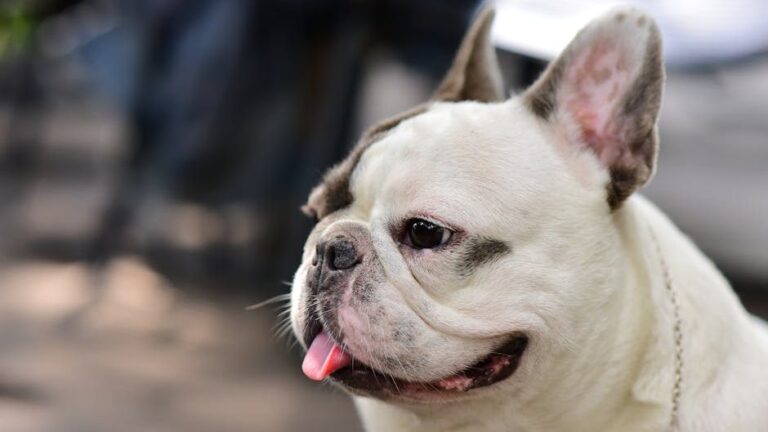 Dogs Who Match the Energy of Retired Life Perfectly