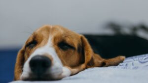 10 Things Senior Dogs Do When They're Peacefully Letting Go Before the Rainbow Bridge
