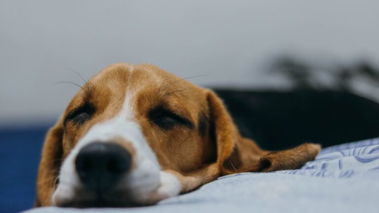 10 Things Senior Dogs Do When They're Peacefully Letting Go Before the Rainbow Bridge