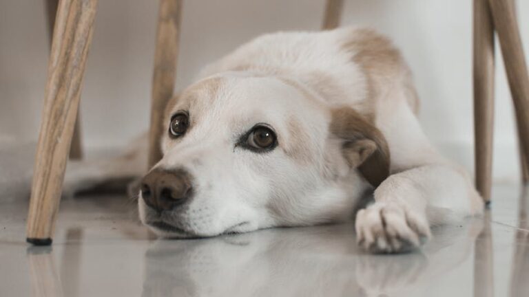 12 Behaviors That Mean Your Dog Is Stressed (And How to Help)