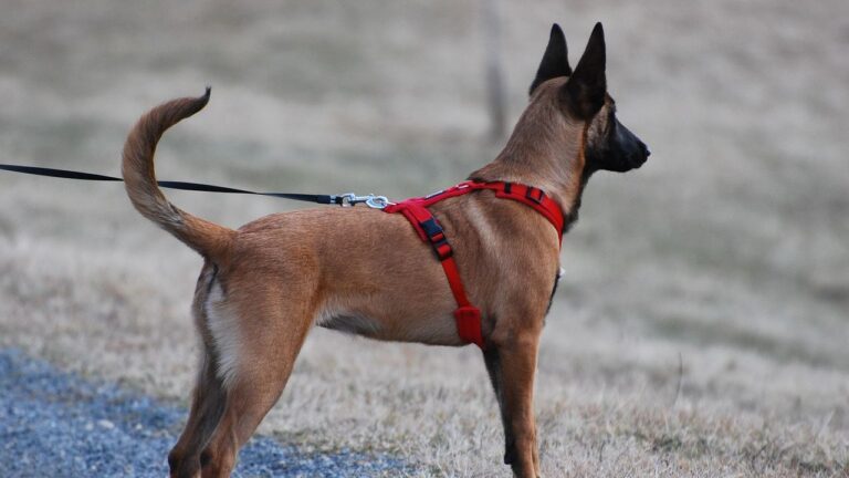How to Stop Your Dog From Pulling on the Leash Without Harsh Training
