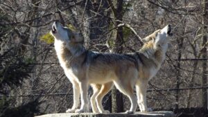 12 Facts About Wolf Howls and What They Mean