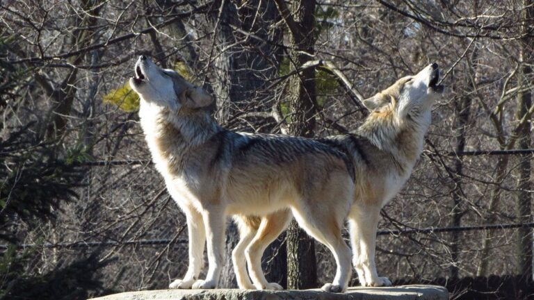 12 Facts About Wolf Howls and What They Mean