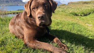 Which Zodiac Signs Are Too Emotional for Certain Dog Breeds
