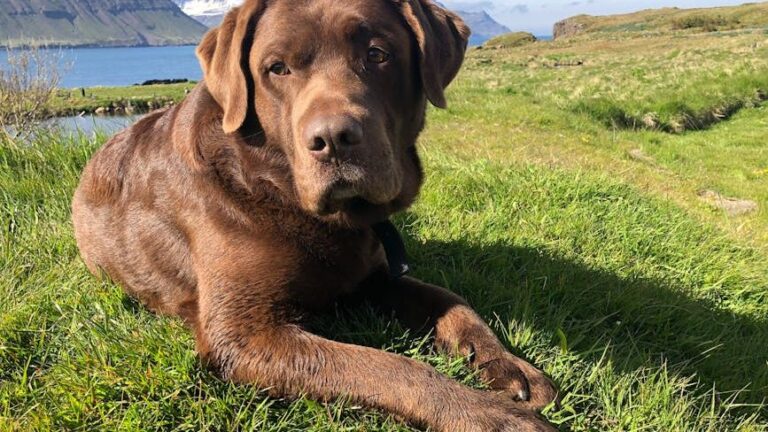 Which Zodiac Signs Are Too Emotional for Certain Dog Breeds