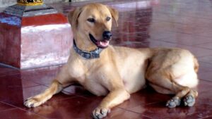 10 Ways Your Dog Tries to Protect You Before Danger Strikes