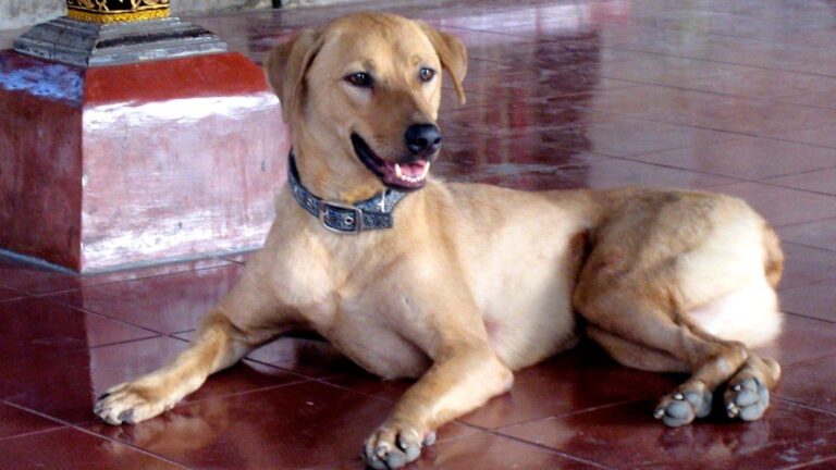 10 Ways Your Dog Tries to Protect You Before Danger Strikes