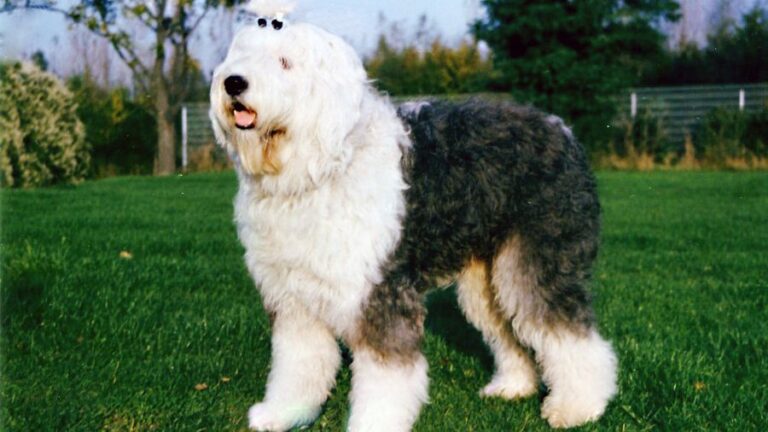 Which Dog Breed Matches Your Personality According to Your Birth Month