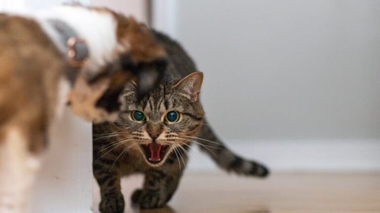 8 Unmistakable Signs Your Cat Is Silently Suffering
