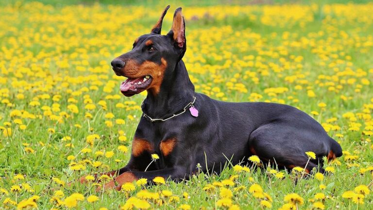 10 Dog Breeds Vets Warn Are Prone to Sudden Health Emergencies