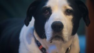 Chicago dog daycare owner charged with animal torture